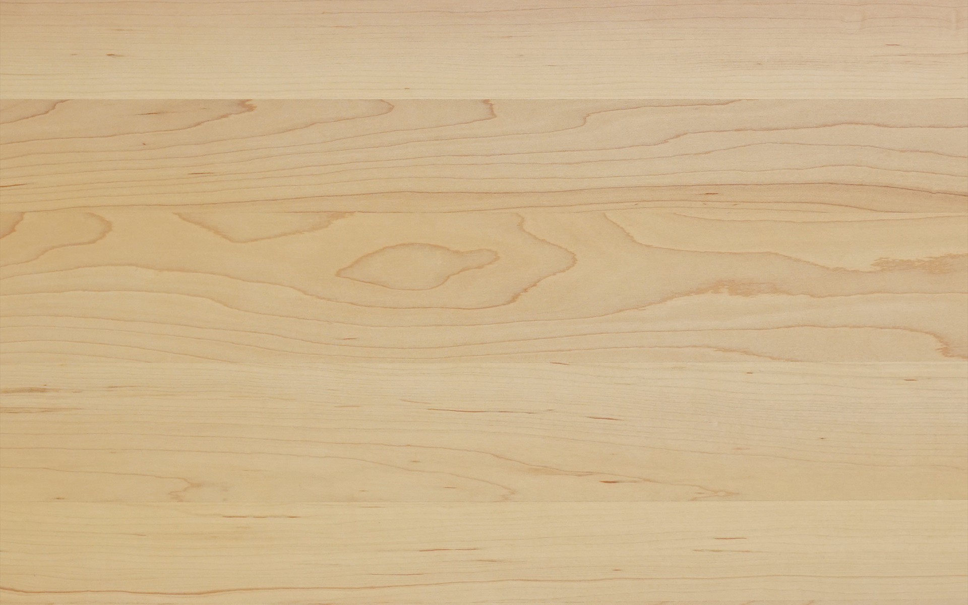 amerikanischer Ahorn Lamelle